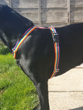 25mm Rainbow Web Dog Leads Collars Harnesses